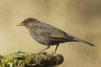 Turdus merula Turdus merula