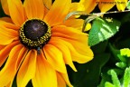 Girasole Girasole