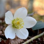 Di nuovo fiori!!!!!! Di nuovo fiori!!!!!!