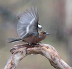 Fringuello Fringuello