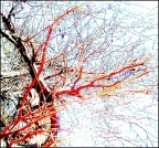 Anastomosi Anastomosi