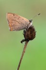 Lycaena phlaeas
Dati di scatto: D800, f/16, 1/4sec, ISO 250

Versione HR: http://postimg.org/image/bj2lzlugb/full/