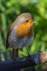 Erithacus rubecula (Pettirosso) Erithacus rubecula (Pettirosso)