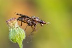 Come sapete, gli insetti, al mattino, per prima cosa devono asciugarsi.
Alcuni, come questa femmina di Limnia Unguicornis (o mosca della palude), cercano di accelerare l'operazione, muovendo freneticamente le zampe e le ali.
Critiche e commenti sono graditi
[url=http://postimg.org/image/mrv9x3net/full/]H.R.[/url]