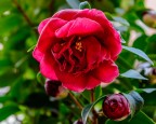 camelia camelia