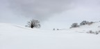 White White