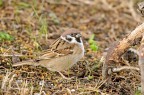 Passera mattugia