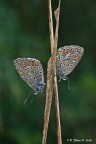 In coppia In coppia