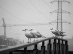 Gabbiani di città Gabbiani di città