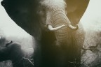 The elephant The elephant