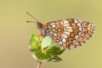 Melitaea athalia Melitaea athalia