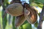 Almond Almond
