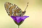 Melitaea phoebe Melitaea phoebe