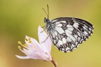 Melanargia galathea Melanargia galathea
