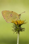 Colias Colias