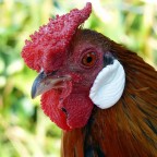 ***Chicchirichì*** ***Chicchirichì***