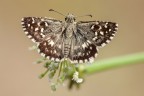 Pyrgus