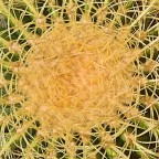 lumia 930
close up di un cactus che si chiama "cuscino della suocera" :)
