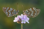 Coppia Melitaea Coppia Melitaea