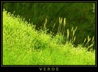 VERDE VERDE