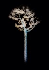 L'aniama di un albero L'aniama di un albero