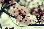primavera 2015