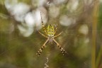 La femmina di Argiope Bruennichi vive al centro della sua ragnatela, e, di solito, tiene le zampe accoppiate due a due (nel mio caso solo le anteriori).
Quando si sente minacciata, fa oscillare rapidamente la tela, anche per una trentina di secondi: se poi questa "tattica" non basta, sceglie la fuga.
Critiche e commenti sono graditi
[url=http://postimg.org/image/epo4jin7h/full/]H.R.[/url]