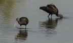 D7000 Nikon 300 f4  1/640 iso 250 f/9 
WildLife Sanctuary Dubai