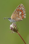 Polyommatus Polyommatus