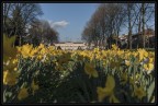 Primavera