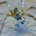 a me gli occhi.. a me gli occhi..