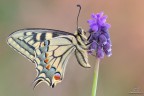 Papilio machaon... Papilio machaon...