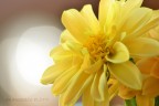 il fiore giallo