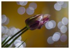 Tulipano e bokeh Tulipano e bokeh