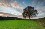 Tree Tree