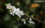 Fiori di pesco Fiori di pesco