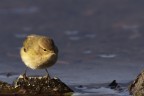 e con questa foto auguro a tutti una Felice Pasqua !