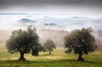 Ulivi Ulivi