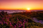 Sony A7 + Zeiss 28

Spiaggia fiorita, una nave al largo, vento forte per un cielo terso ed un filtro light sunset :D