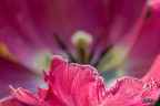 Tulipano Tulipano