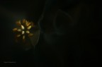 Non faccio foto di fiori