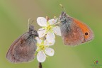 Coenonympha pamphilus..... Coenonympha pamphilus.....
