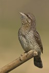 Torcicollo (Jynx torquilla)