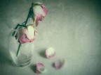 Le mie rose sono appassite
cadono le mie lacrime
sui tuoi teneri petali
conserver un bel ricordo...
il tuo inebriante profumo
