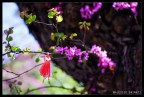 Passeggiavo lungo i viali in fiori nei dintorni del giardino degli aranci e questo pupazzetto era appeso ad un albero di fronte ad una casa di riposo.

Sony A7 + Zeiss 85 2.8