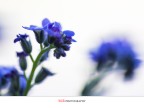 _Color_