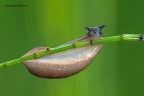 Limaccia Limaccia