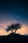 l'albero e le stelle l'albero e le stelle