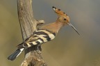 Upupa (Upupa epops)