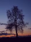 albero solo albero solo